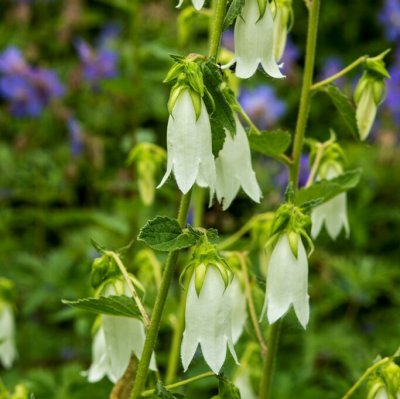 Campanula alliariifolia Snow Dune
