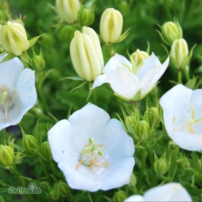 Campanula carpatica White Clips, Karpaterklocka, C11cm