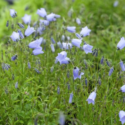 Campanula cochleariifolia Blue Baby, Dvärgklocka, P9cm