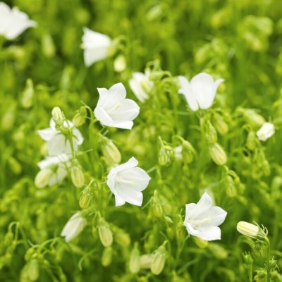 Campanula cochleariifolia White Baby, Dvärgklocka, P9cm