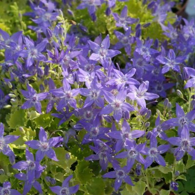 Campanula garganica Dickson´s Gold, Italiensk Klocka