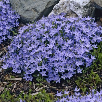 Campanula garganica Senior, Italiensk Klocka