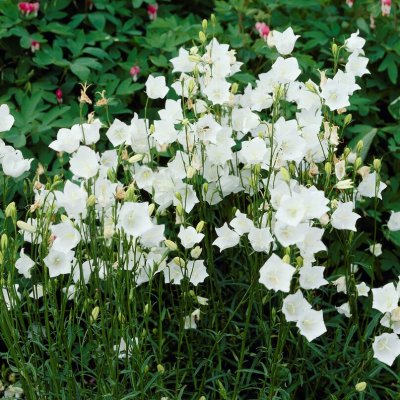 Campanula persicifolia Alba, Storklocka, P9cm