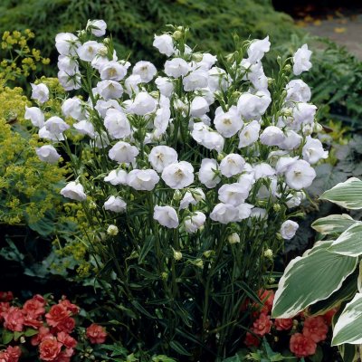 Campanula persicifolia La Bello ®, Stor Blåklocka, P9cm