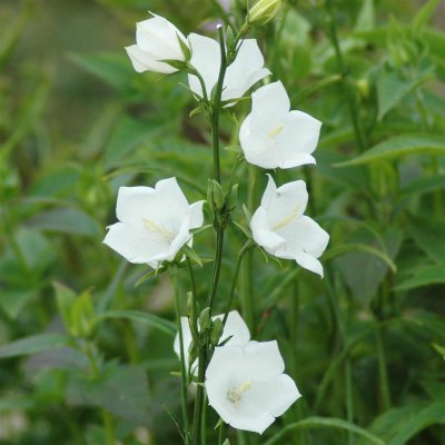 Campanula persicifolia Weisse Glocke, Storklocka, C11cm