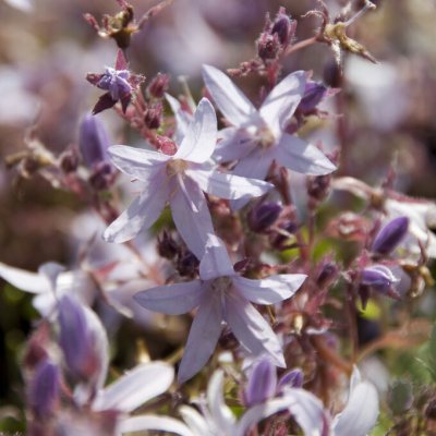 Campanula poscharskyana Lisduggan Variety, Stjärnklocka