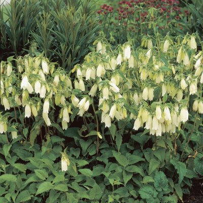 Campanula punctata Nana Alba, Prickklocka