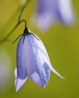 Campanula rotundifolia, Liten Blåklocka