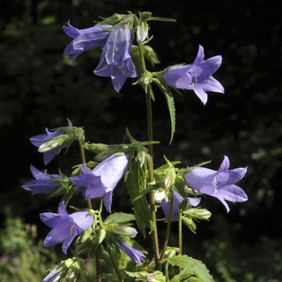 Campanula trachelium, Nässelklocka
