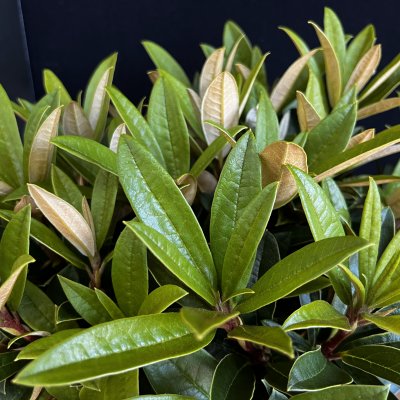 Rhododendron campanulatum x sanguineum var. haemaleum