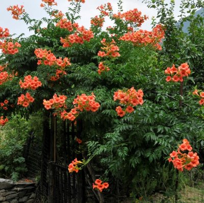 Campsis radicans, Trumpetranka, C2