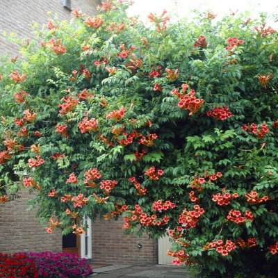 Campsis radicans Flamenco, Trumpetranka