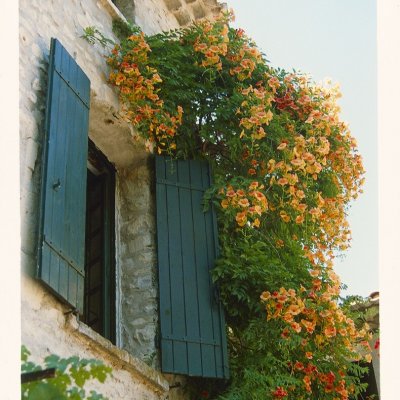 Campsis radicans Flava, Trumpetranka