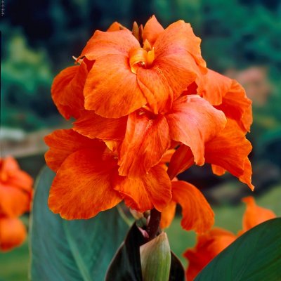 Kanna Canna Orange Beauty 1st