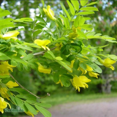 Caragana arborescens, Häckkaragan / Sibirisk Ärtbuske 10-pack, 65-100 barrot