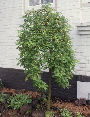 Caragana arborescens Pendula, Hängkaragan, 120 stam C7,5