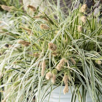 Carex hybr. Feather Falls ®, Starr
