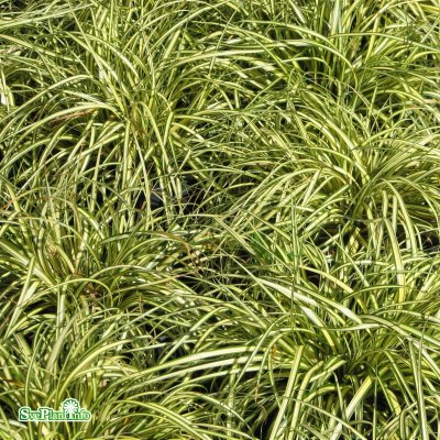 Carex oshimensis Evergold, Oshimastarr, P9cm