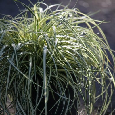 Carex oshimensis Evergold, Oshimastarr, P9cm