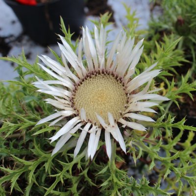 Carlina acaulis ssp. caulescens, Silvertistel, C11,5cm