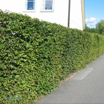 Carpinus betulus Fk Stenshuvud E, Avenbok 10-pack, 50-80 barrot