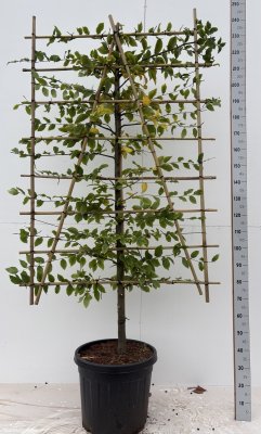 Carpinus betulus