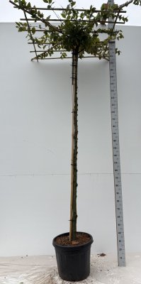 Carpinus betulus