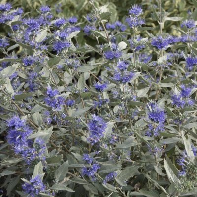 Caryopteris x clandonensis Stirling Silver ®, Skäggbuske