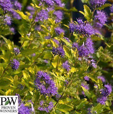 Caryopteris x clandonensis Sunny Blue ®, Skäggbuske, C5
