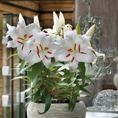 Orientalisk Lilja Casa Blanca 3st