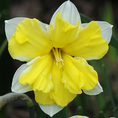 Narcissus inco. Cassata