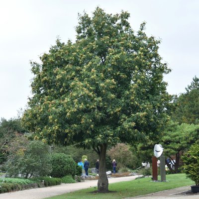Castanea sativa, Äkta Kastanj, utr 150-200 co