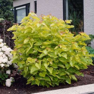 Catalpa bignonioides Aurea, Katalpa, Trumpetträd