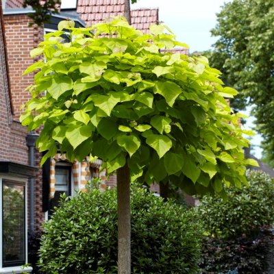 Catalpa bignonioides Aurea, Katalpa, Trumpetträd, 120 stam C7,5
