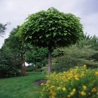 Catalpa bignonioides Nana, Klotkatalpa, 200 stam C20