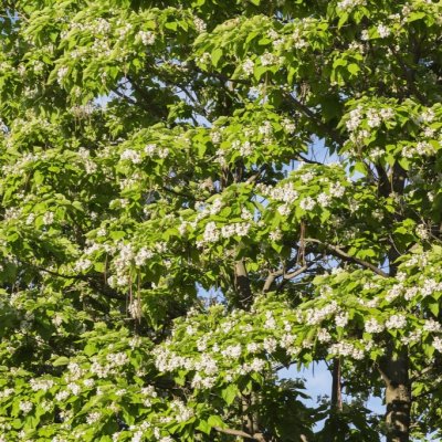 Catalpa speciosa, Praktkatalpa