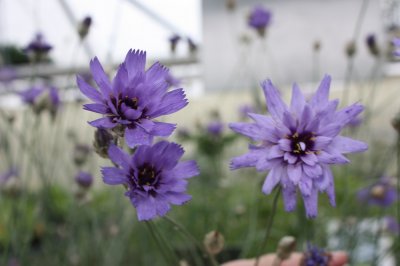 Catananche caerulea Major, Blå Gräsfibbla, P9cm
