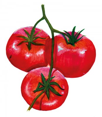 Tomat Stupice