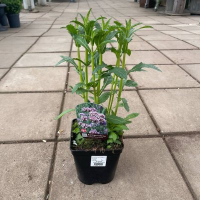 Verbena bonariensis, Jättverbena