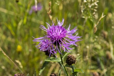 Centaurea jacea, Rödklint