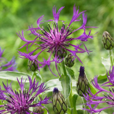 Centaurea montana Amethyst Dream, Bergklint, P9cm