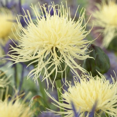 Centaurea ruthenica, Klint