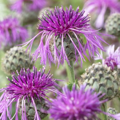Centaurea scabiosa, Väddklint, 1st