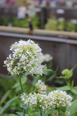 Centranthus ruber Albus, Pipört, P9cm