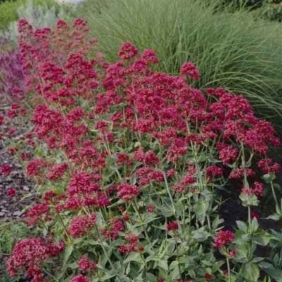 Centranthus ruber Rosenrot