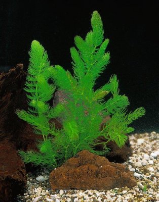 Ceratophyllum demersum, Hornsärv, bunt