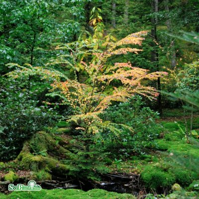 Cercidiphyllum japonicum, Katsura, 150-175 C35