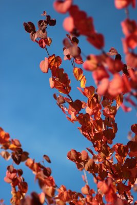 Cercidiphyllum japonicum, Katsura, 150-175 C35