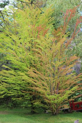 Cercidiphyllum japonicum, Katsura, 150-175 C35