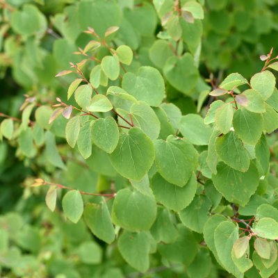 Cercidiphyllum japonicum Fk Göteborg E, Katsura, 60-80 C5